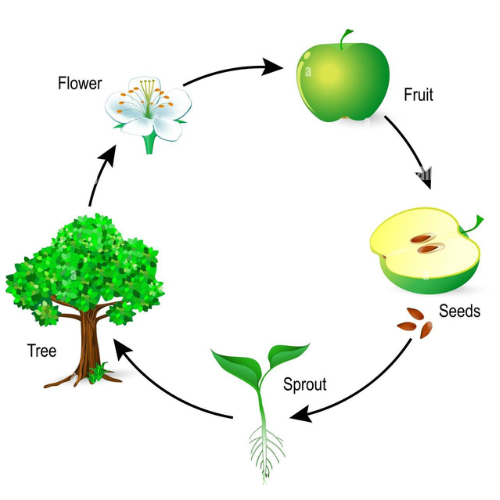 cycle de la vie arbre , pommie